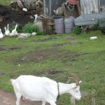 Подсобное хозяйство