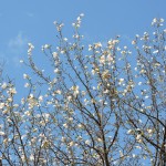 DSCN5360