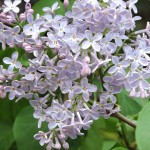 DSCN5536