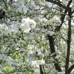 DSCN5565