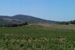 Виноградники Крыма