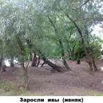03 - ивняк заросли ивы