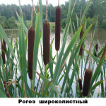 04 - рогоз широколистный