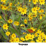 08 - череда