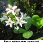 09 - вахта трёхлистная трилистник водяной C трифоль
