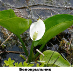 10 - белокрыльник болотная калла