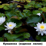 11 - кувшинка водяная лилия