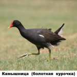 18 - камышница болотная курочка