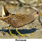 20 - погоныш