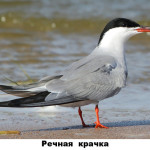 22 - речная крачка
