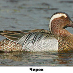 23 - чирок