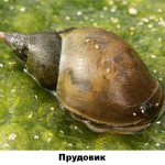 25 - прудовик