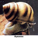 26 - лужанка