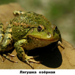 27 - лягушка озёрная