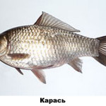29 - карась
