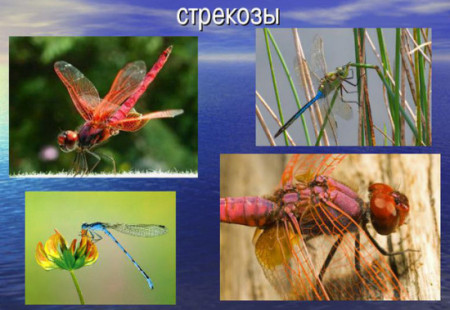 31 - стрекозы