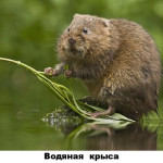33 - водяная крыса