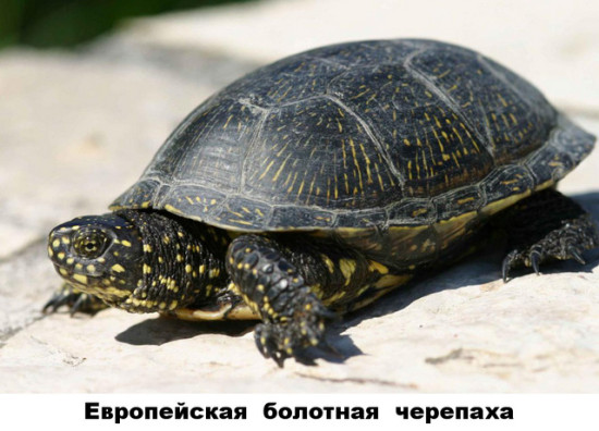 34 - европейская болотная черепаха